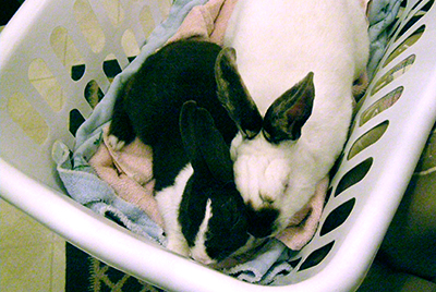 Ana Rose and Kodak – two rabbits who found their happily ever afters together!