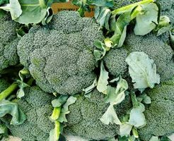 leafy-broccoli