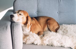 Tips for creating a pet friendly home or apartment