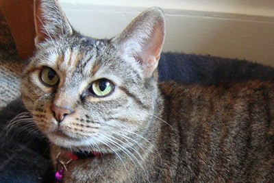 Tiger, a gorgeous brown, cream and red tortie!