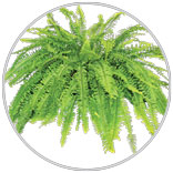 10 Hanging Patio Ferns