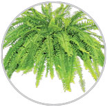 10 Patio Fern