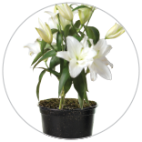 156x156 Carosel 3 75