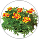 Annual Bedding Plants 20 Pk
