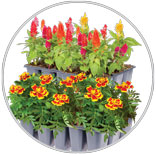 Annual Bedding Plants