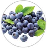 Blueberries 24