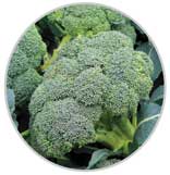Broccoli 4