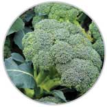 Brocoli 12