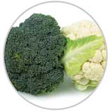 Brocoli 14