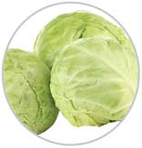 Cabbage 13