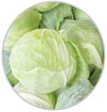 Cabbage 14