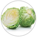 Cabbage 15