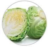 Cabbage 16
