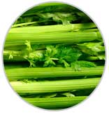 Celery 8
