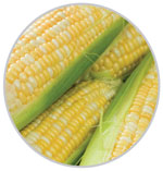 Corn 24