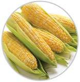 Corn 25