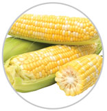Corn 26