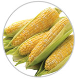 Corn 29