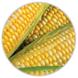 Corn 32