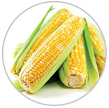 Corn 34