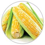 Corn 35