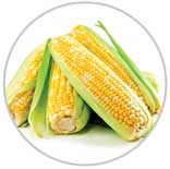 Corn 36