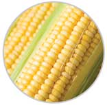 Corn 37