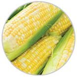 Corn 39