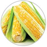 Corn 40