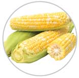 Corn 41