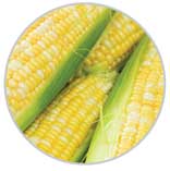 Corn 42
