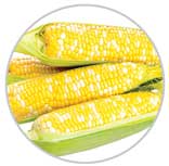 Corn 44