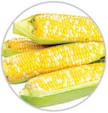 Corn 47
