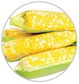 Corn 48