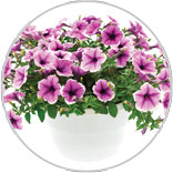 Flowerng Hanging Baskets