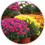 Garden Mums