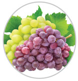 Grapes 42