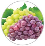 Grapes 44