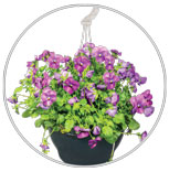 Hanging Baskets