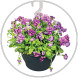 Hanging Baskets 1