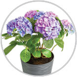 Hydrangea Patio Container