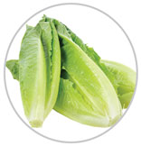Lettuce 14