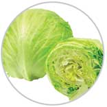 Lettuce 19