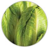 Lettuce 22