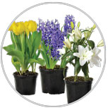 Lillies, Hyacinths,Tulips