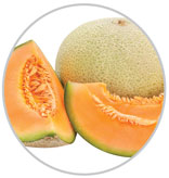 Melon 24