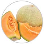 Melon 28