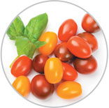 Organic MedleyTomatoes