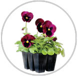 Pansies