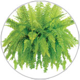 Patio Hanging Basket Ferns